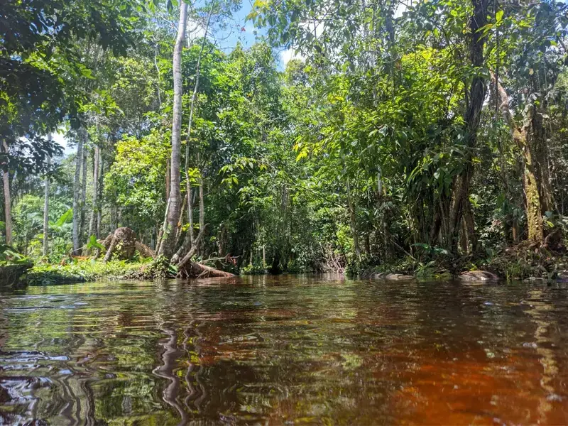 Caño de aguas oscuras rodeado de selva
